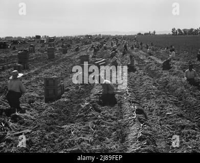 Near Meloland, Imperial Valley. Large scale agriculture. Gang labor, Mexican and white, from the Southwest. Pull, clean, tie and crate carrots for the eastern market for eleven cents per crate of forty-eight bunches. Many can make barely one dollar a day. Heavy oversupply of labor and competition for jobs is keen. Stock Photo