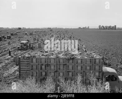 Near Meloland, Imperial Valley. Large scale agriculture. Gang labor, Mexican and white, from the Southwest. Pull, clean, tie and crate carrots for the eastern market for eleven cents per crate of forty-eight bunches. Many can make barely one dollar a day. Heavy oversupply of labor and competition for jobs is keen. Stock Photo