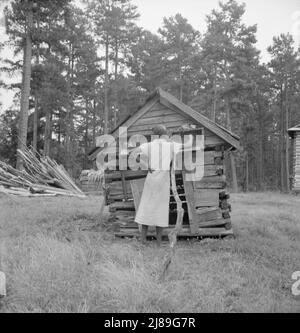 Tobacco sharecropper's daughter getting eggs from hen's nest in the henhouse. Enclosure for the pig is just beyond under the pine trees. Person County, North Carolina. Stock Photo