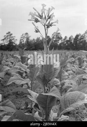 Single tobacco flower. The tobacco plant is &quot;topped&quot; before it blooms in the field, with exception of a few plants which are saved out for seed. Shoofly, Granville County, North Carolina. Stock Photo