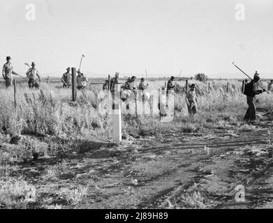 Near Los Banos, California. Migratory agricultural workers, cotton hoers. Leave field at the end of the day. Wages twenty cents per hour. Stock Photo