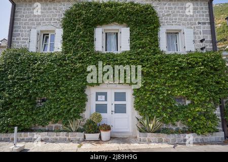 Old house for sale with ivy plant on the wall Stock Photo