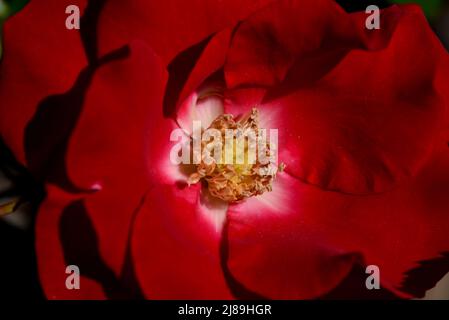 Inside of a bright red rose with the sunlight shining on the centre Stock Photo