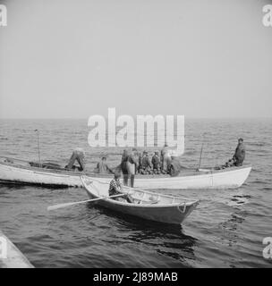 On board the fishing boat Alden, out of Gloucester, Massachusetts. Gloucester fishermen in their dories at sea. Stock Photo
