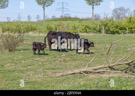 Molenplas nature reserve with Galloway cows calmly walking with their calves on green grass, curly or wavy black fur, bushes in the background, sunny Stock Photo