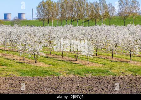 Agricultural field with fruit trees covered with white flowers, two huge industrial chimneys and trees in the background, sunny day with blue sky in S Stock Photo