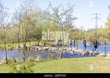 Stevensweert, South Limburg, Netherlands, April 16, 2022. People crossing over the stepping stones in the Oude Maas river at Brug Molenplas, trees in Stock Photo