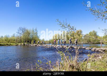 Stevensweert, South Limburg, Netherlands, April 16, 2022. Group of people crossing on stepping stones of Brug Molenplas, Oude Maas river, sunny day in Stock Photo