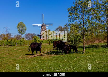 Galloway herd, one next to a fallen log and the others in the shade of a small tree in the Molenplas nature reserve, windmill in the background, sunny Stock Photo
