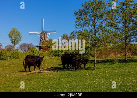 Galloway cows one next to a fallen log and the others in the shade of a small tree in the Molenplas Nature Reserve, windmill in the background, sunny Stock Photo