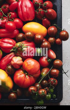 Homegrown tomatoes on a baking tray. Colorful variety of tomatoes. Stock Photo