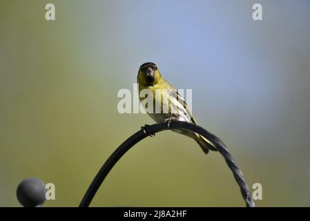 Close-Up Facing Image of a Male Eurasian Siskin (Carduelis spinus) Sitting on Top of a Feeder in the Sun, Against a Green and Blue Blurred Background Stock Photo