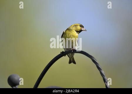 Close-Up Facing Image of a Male Eurasian Siskin (Carduelis spinus) with Head Turned to Right of Image Against Green/Blue Blurred Background, UK Stock Photo