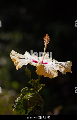 A single yellow Hibiscus flower isolated on a dark background Stock Photo