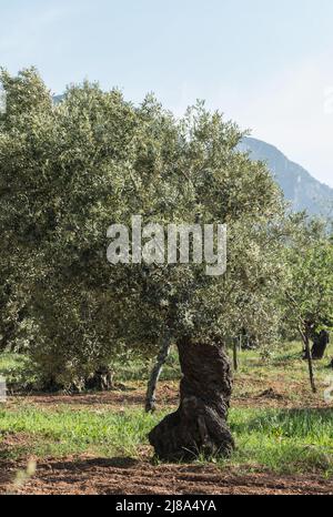 Ancient Olive Tree (Olea europaea) Stock Photo