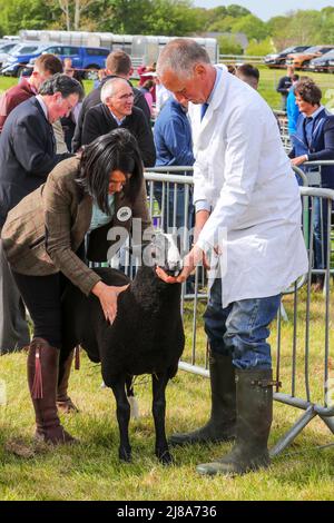 Ayr, UK. 14th May, 2022. After a gap of 2 years because of Covid regulations, Ayr County Show returned to Ayr Racecourse with exhibitions, displays and competitions covering all aspects of agricultural and rural life along with sporting challenges in 'Tug o' War' for both men's and women's teams. The event, thought to be one of the biggest of its kind in Scotland, attracted 1000's of spectators who enjoyed the warm and sunny weather. Credit: Findlay/Alamy Live News Stock Photo