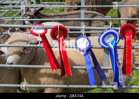 Ayr, UK. 14th May, 2022. After a gap of 2 years because of Covid regulations, Ayr County Show returned to Ayr Racecourse with exhibitions, displays and competitions covering all aspects of agricultural and rural life along with sporting challenges in 'Tug o' War' for both men's and women's teams. The event, thought to be one of the biggest of its kind in Scotland, attracted 1000's of spectators who enjoyed the warm and sunny weather. Credit: Findlay/Alamy Live News Stock Photo