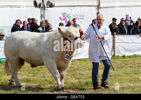 Ayr, UK. 14th May, 2022. After a gap of 2 years because of Covid regulations, Ayr County Show returned to Ayr Racecourse with exhibitions, displays and competitions covering all aspects of agricultural and rural life along with sporting challenges in 'Tug o' War' for both men's and women's teams. The event, thought to be one of the biggest of its kind in Scotland, attracted 1000's of spectators who enjoyed the warm and sunny weather. Credit: Findlay/Alamy Live News Stock Photo