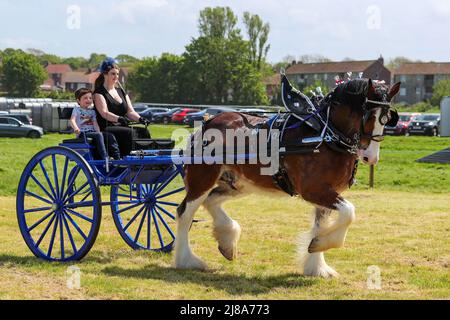 Ayr, UK. 14th May, 2022. After a gap of 2 years because of Covid regulations, Ayr County Show returned to Ayr Racecourse with exhibitions, displays and competitions covering all aspects of agricultural and rural life along with sporting challenges in 'Tug o' War' for both men's and women's teams. The event, thought to be one of the biggest of its kind in Scotland, attracted 1000's of spectators who enjoyed the warm and sunny weather. Credit: Findlay/Alamy Live News Stock Photo