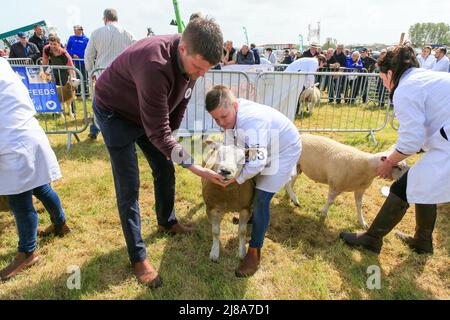 Ayr, UK. 14th May, 2022. After a gap of 2 years because of Covid regulations, Ayr County Show returned to Ayr Racecourse with exhibitions, displays and competitions covering all aspects of agricultural and rural life along with sporting challenges in 'Tug o' War' for both men's and women's teams. The event, thought to be one of the biggest of its kind in Scotland, attracted 1000's of spectators who enjoyed the warm and sunny weather. Credit: Findlay/Alamy Live News Stock Photo