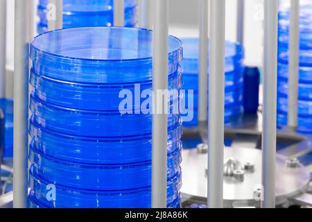 lots of stacked blue petri dishes filled Stock Photo