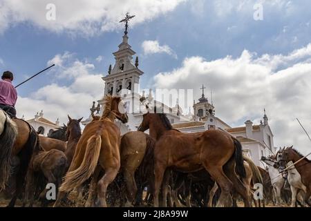 A group of breeding mares in the event 'Saca de las Yeguas' in El Rocio hermitage, small village in Almonte, Huelva, Andalusia, Spain Stock Photo