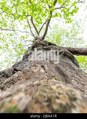 Mature London plane trees, Lydney Park, Gloucestershire. UK Stock Photo