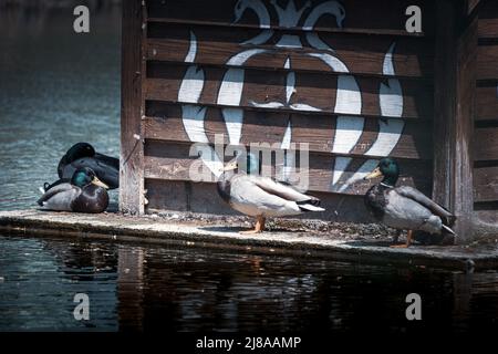 Mallard duck. Mallard ducks on the lake near the floating wooden house. Photo processing in blue tone Stock Photo