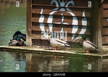 Mallard duck. Mallard ducks on the lake near the floating wooden house. Stock Photo
