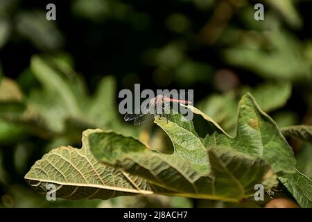Small dragonfly on fig leaf. Out of focus background, detail and macro photography, frontal view. Stock Photo