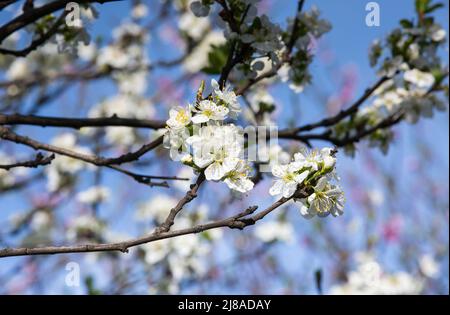 Full plum blossom with part of blue sky, white flowers in spring, plum blossom. A large blossoming plum branch against the blue sky. Stock Photo