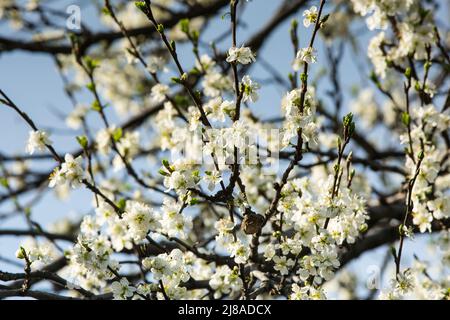 Full plum blossom with part of blue sky, white flowers in spring, plum blossom. A large blossoming plum branch against the blue sky. Stock Photo