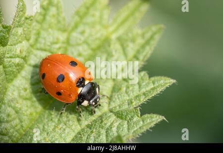 Seven-spot ladybird, ladybug on leaf. Coccinella septempunctata. Stock Photo