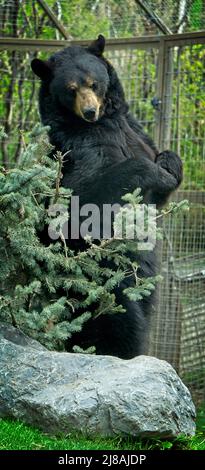 American Black Bear, Calgary Zoo Alberta Stock Photo