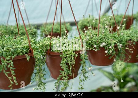 Hanging Senecio Rowleyanus commonly known as a string of pearls. Succulent. Greenhouse, floral shop  Stock Photo