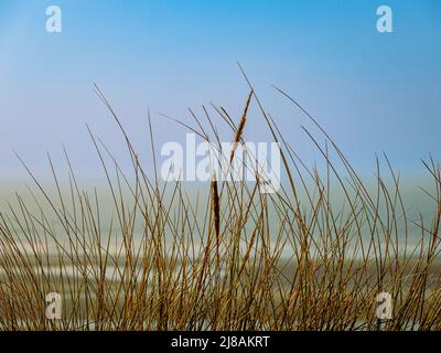 Close-up of grass covering sand dunes Stock Photo
