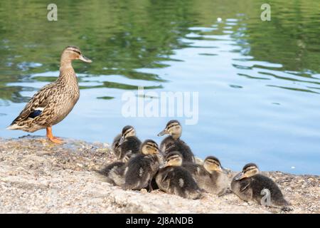 Duckling family at the Cemetery Lake on Southampton Common, Southampton UK Stock Photo