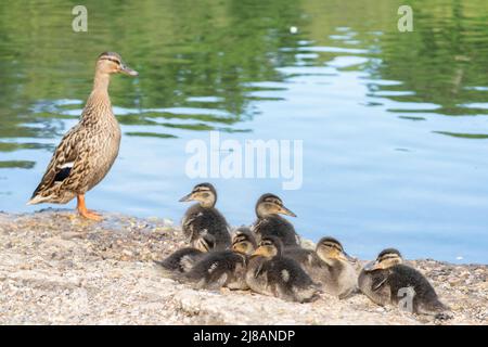Duckling family at the Cemetery Lake on Southampton Common, Southampton UK Stock Photo