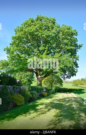 Sycamore Tree Masham North Yorkshire England Stock Photo