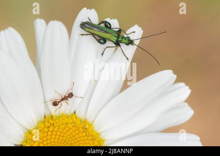 A think legged beetle and an ant on an oxeye daisy in Southampton Old Cemetery Stock Photo