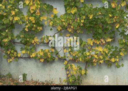 Yellow and green leaves on a grape vine against a white wall in the autumn time Stock Photo