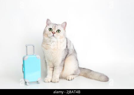 Cute white cat sits with a blue suitcase on a white background Stock Photo