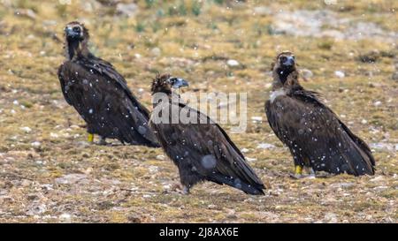 Cinereous vulture (Aegypius monachus) three birds sitting on ground in Spanish Pyrenees, Catalonia, Spain. April. This large raptorial bird is distrib Stock Photo