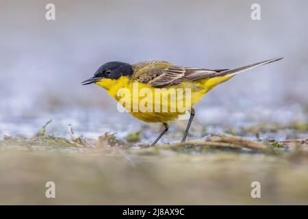 Black-headed Western Yellow Wagtail (Motacilla flava ssp. feldegg) foraging on waterplants in lake. This bird species breeds in much of temperate Euro Stock Photo