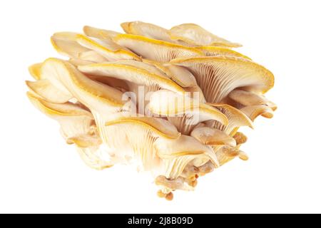 oyster mushroom close up isolated on white background Stock Photo