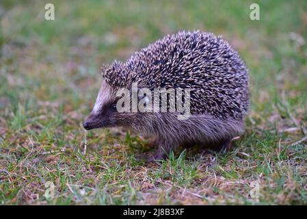 Hedgehog (Erinaceidae) foraging in a garden, tick behind the ear, Bavaria, Germany, Europe Stock Photo