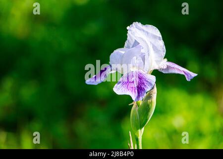 Purple flowers irises in garden. Striped petal violet bearded iris or barbata. Growing ornamental plants. Summer natural background. Stock Photo
