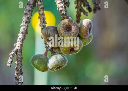 Elephant ear fig organic fruits on a fig tree in Kerala Stock Photo