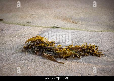 A piece of kelp washed up on the beach Stock Photo