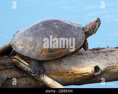 A Red-eared slider Turtle Resting on a Log Stock Photo